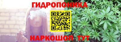 крисы Кингисепп